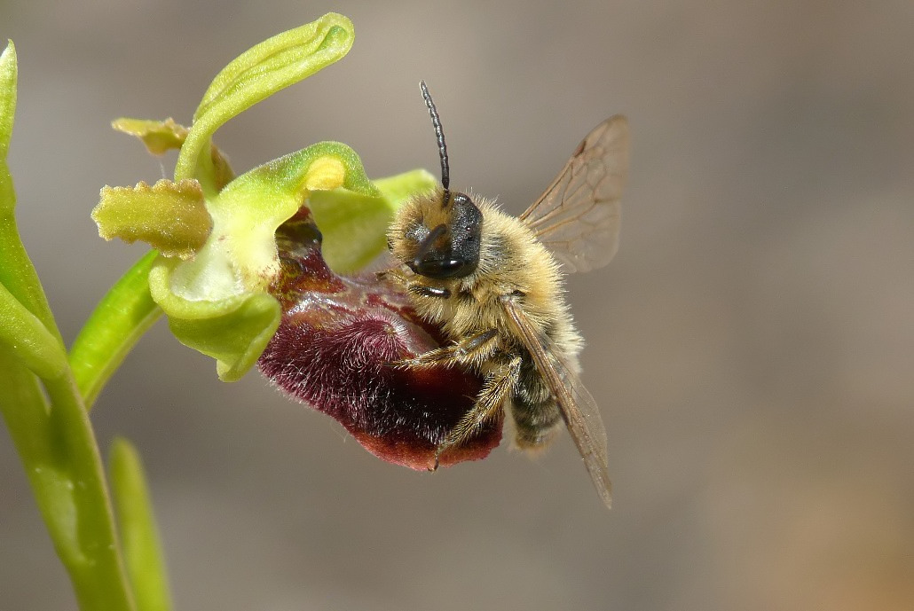 Quale andrena ?  Andrena nigroaenea e Andrena sp.